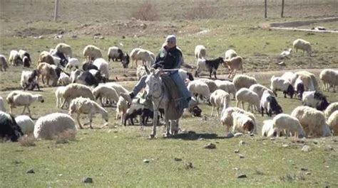 5 bin lira maaşla çoban aranıyor 